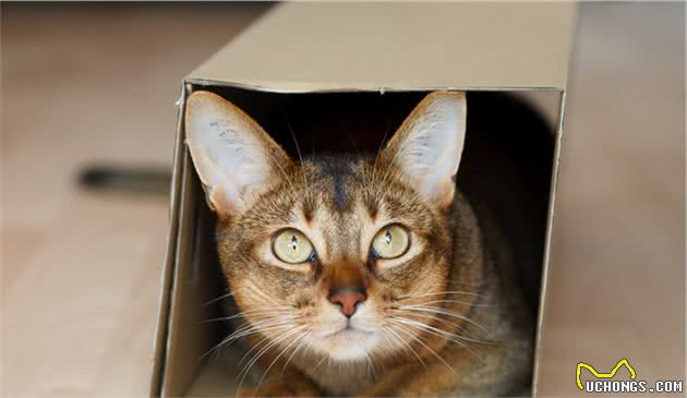 干货！猫粮并非越贵越好，学会看配方表才能分辨猫粮好坏