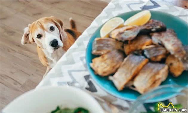 给狗喂餐桌食物，饲主：我只是犯了所有主人都会犯的错