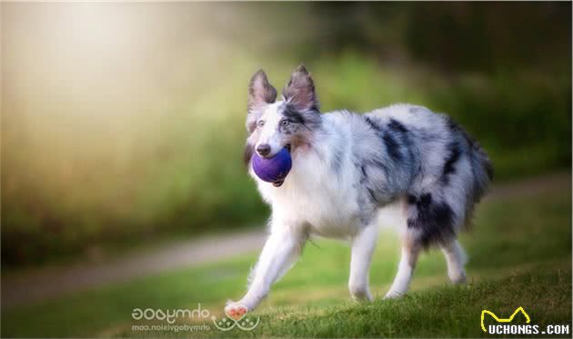 边境牧羊犬虽然聪明，养起来不容易，最好从小注意这3点