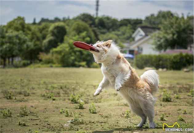 边境牧羊犬虽然聪明，养起来不容易，最好从小注意这3点