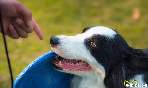 边境牧羊犬虽然聪明，养起来不容易，最好从小注意这3点