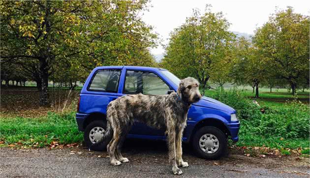 养一只巨型猎狼犬是什么体验？不像养狗，而是养了只温柔的野狼