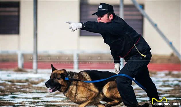 工作犬普通的一天