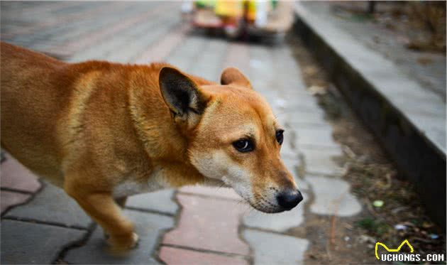 狗狗做出这些行为，说明慢慢“讨厌”你了