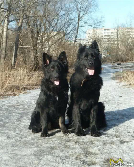 中国东北最凶猛的2种犬，10只藏獒都斗不过