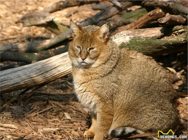 一点都不“土”！中国特有狸花猫你会喜欢这样的一个小可爱吗？