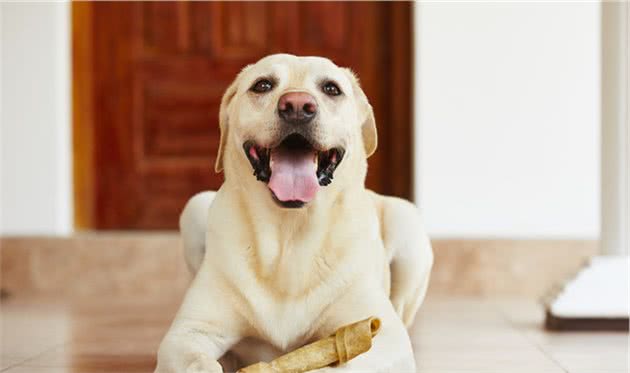 狗狗挑食、厌食、只吃零食？这些都是宠物主人一手造成的！