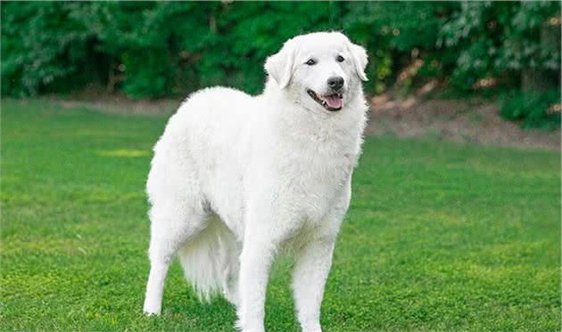 寻根问祖系列（66）：库瓦兹犬（Kuvasz）