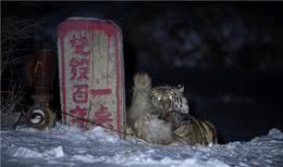 实拍东北虎猎食护院大狗，百兽之王为什么爱和狗过不去？