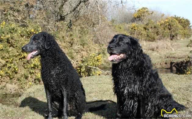 迷人而文雅的卷毛寻回猎犬，你见到一定会从心里喜欢它