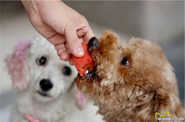 担心狗狗吃太快噎着？训犬师教你如何改善，要善用各种工具