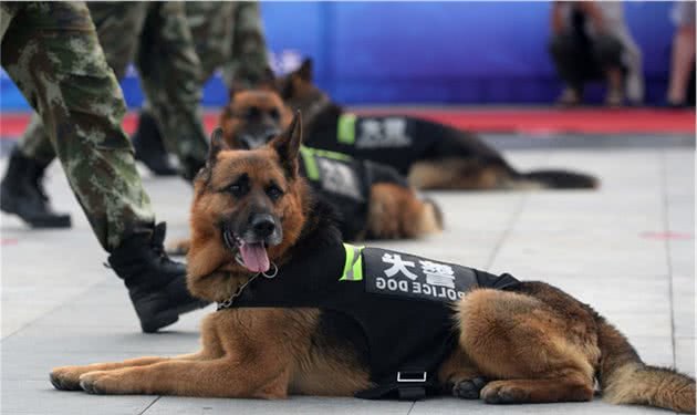 为国效力的五种警用犬，是狗界的“骄傲”