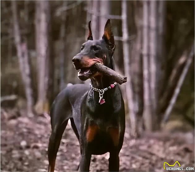 为国效力的五种警用犬，是狗界的“骄傲”