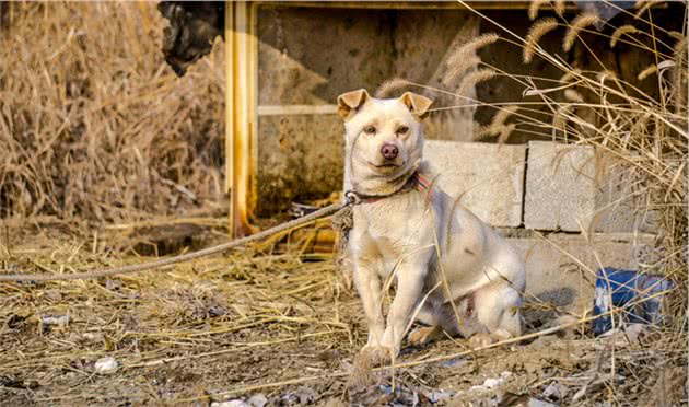 这些“中小型犬”很忠心，一旦养了，余生心里只有你