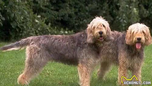 寻根问祖系列（80）：猎水獭犬（Otterhound）