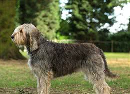 寻根问祖系列（80）：猎水獭犬（Otterhound）