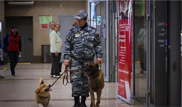 俄罗斯唯一的柯基当警官，和德牧搭档巡逻