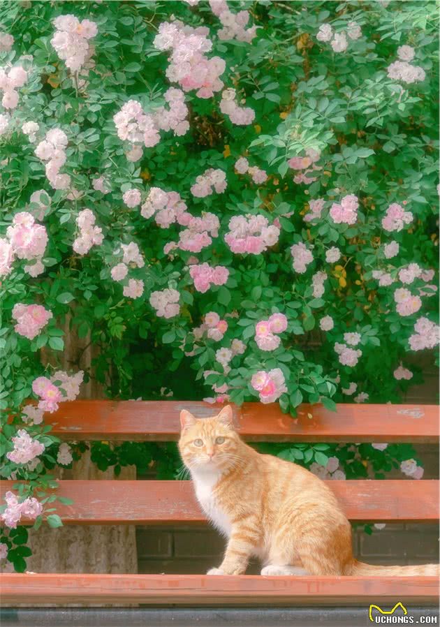 南艺著名的蔷薇花路，猫猫们出入花丛间，拍出来真是好美