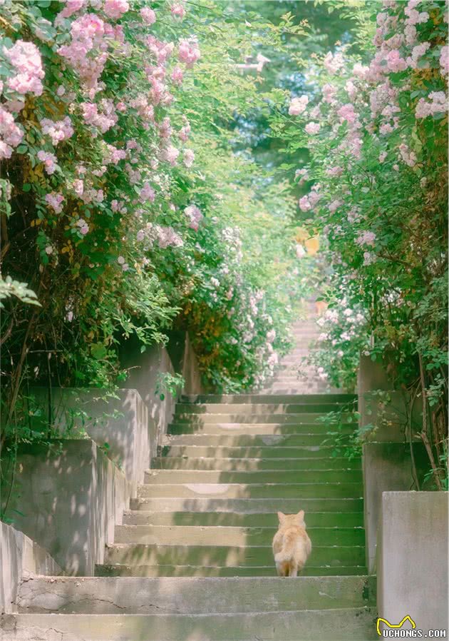 南艺著名的蔷薇花路，猫猫们出入花丛间，拍出来真是好美