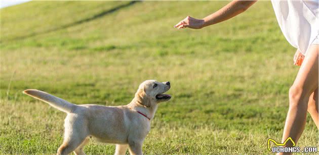 辟谣：小型犬天生胆小？其实不少大狗也怂，体型不能决定狗的性格