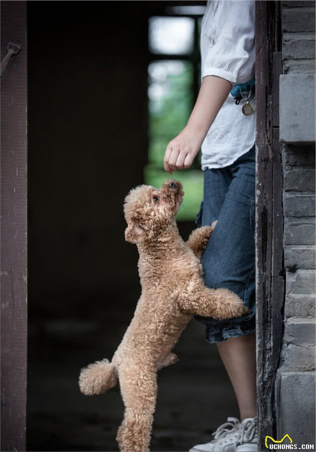 听话狗狗的主人会做什么？做好这8点，让狗狗听话也不难