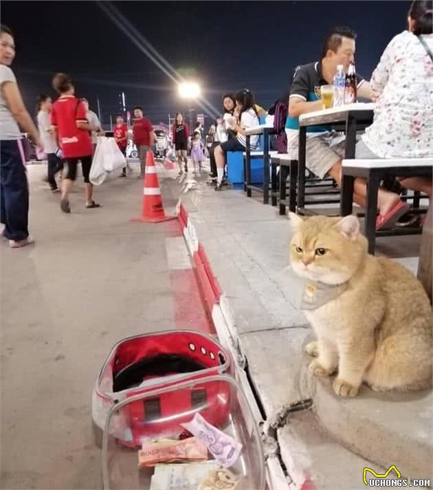 猫咪路边乞讨，但这身材谁会信？网友：它一晚赚得比我一天还多