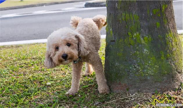 养泰迪犬，会有这些让人崩溃的坏处，养过的人才知道