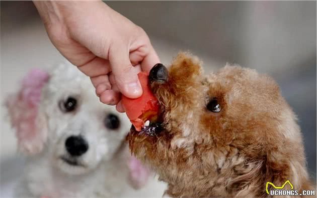 在泰迪犬眼中，主人摸它是代表这些意思