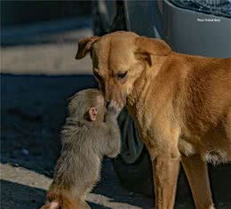 狗狗捡了一只猴回来，主人发愁了：“这怎么养？”