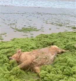 金毛去海边高兴浪，一见绿浮萍就激动，结果让主人奔溃了