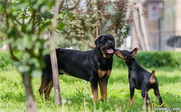 全球公认，最勇敢帅气的护卫犬—杜宾犬和罗威纳犬，你喜欢哪种