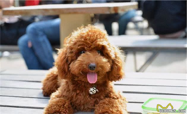 泰迪犬吃这些食物，比狗粮还“营养”，还不赶紧喂