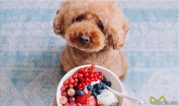 泰迪犬吃这些食物，比狗粮还“营养”，还不赶紧喂