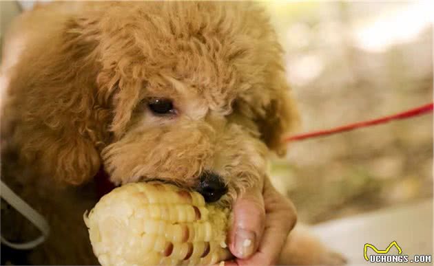 泰迪犬吃这些食物，比狗粮还“营养”，还不赶紧喂