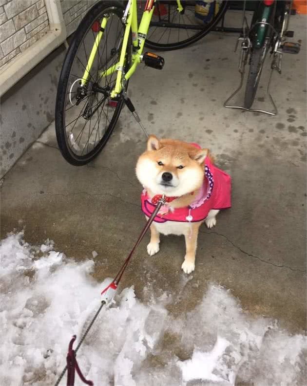 拒绝出门，拒绝走路，拒绝回家？三个训练帮你搞掂爱拒绝的柴犬