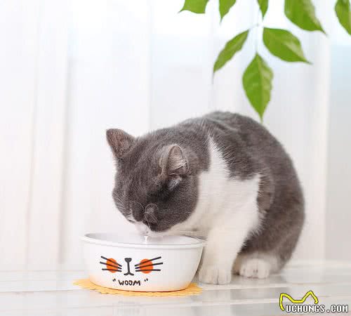 猫咪不能吃的8种食物，别再给它们喂食了