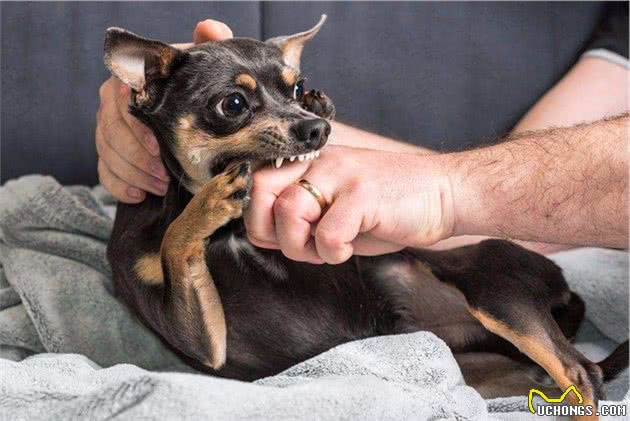 狗的哪个部位最脆弱？遇到恶犬扑来，该怎么办？