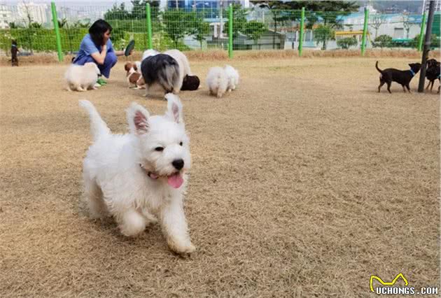 商业化克隆犬背后的科学问题