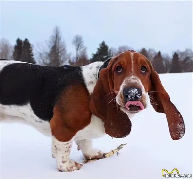 巴吉度猎犬：耳朵充当降落伞的“小飞象”