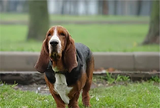 巴吉度猎犬：耳朵充当降落伞的“小飞象”