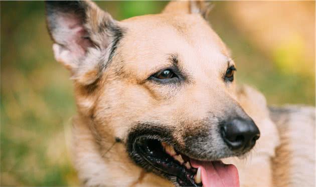 母犬的阴道增生和脱出