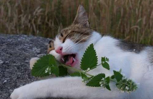 见过狗界“猫薄荷”吗？狗狗出现上瘾行为，主人需要及时干预