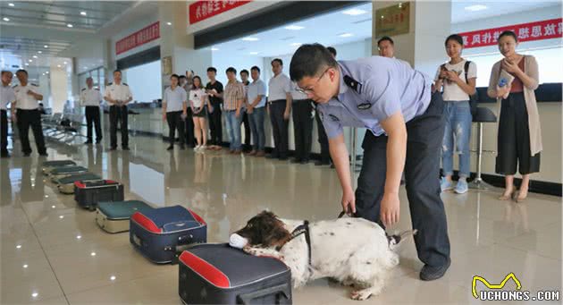 见过狗界“猫薄荷”吗？狗狗出现上瘾行为，主人需要及时干预