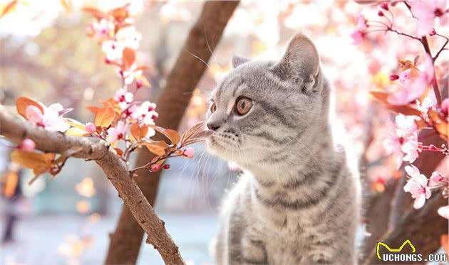 土耳其梵科迪斯猫的性格特征有哪些及忌食的食物有哪些