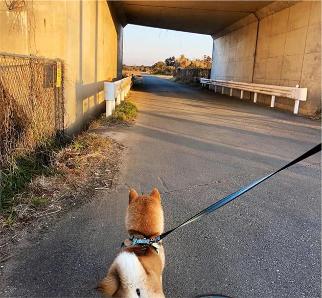 残暴柴犬大闹狗屋，枕头裂开棉花散落一地，狗狗灿烂一笑泯千仇