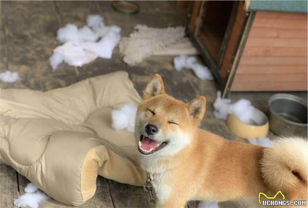 残暴柴犬大闹狗屋，枕头裂开棉花散落一地，狗狗灿烂一笑泯千仇