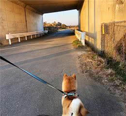 残暴柴犬大闹狗屋，枕头裂开棉花散落一地，狗狗灿烂一笑泯千仇