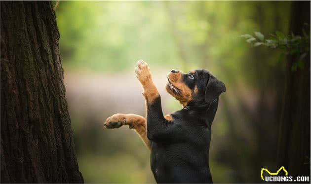 忠诚而强壮的罗威纳，为何成为欧美最受欢迎的犬种，它有什么特别