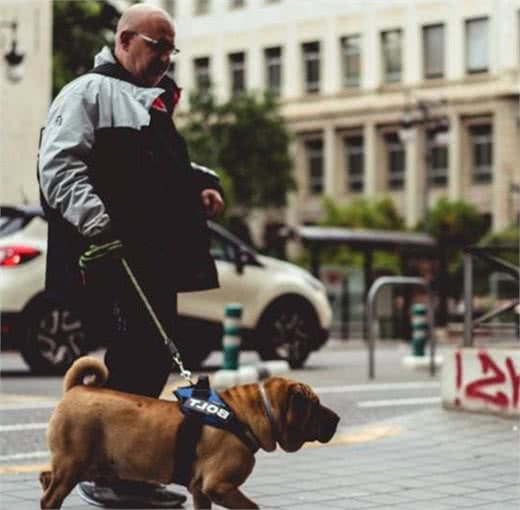 端午小长假携犬出行，铲屎官你准备好了吗？