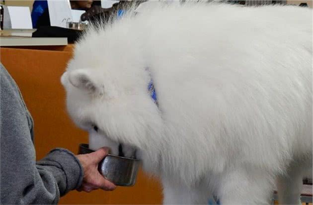 犬界里最贪吃的6种狗狗，“雪橇三傻”都聚齐了，你喂得起吗？